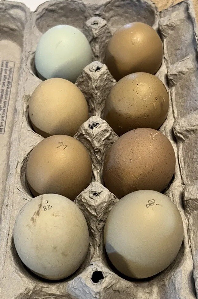 Hatching Eggs OLIVE 6+ extra EE Marans Olive / Mint / Sage Cross Limit 2