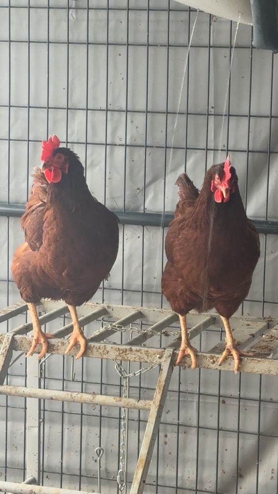 Rhode Island Red Hatching Eggs 6+