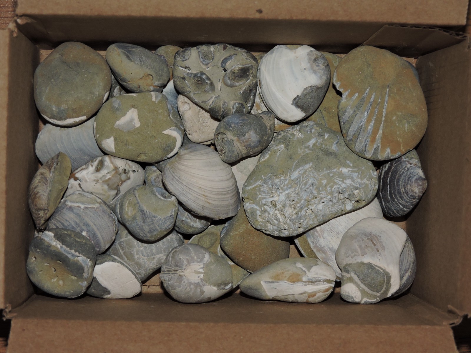 Box of MIXED Pacific Coast CLAM FOSSIL SHELL STONES Anadara, Steinkern ( 4 lb )
