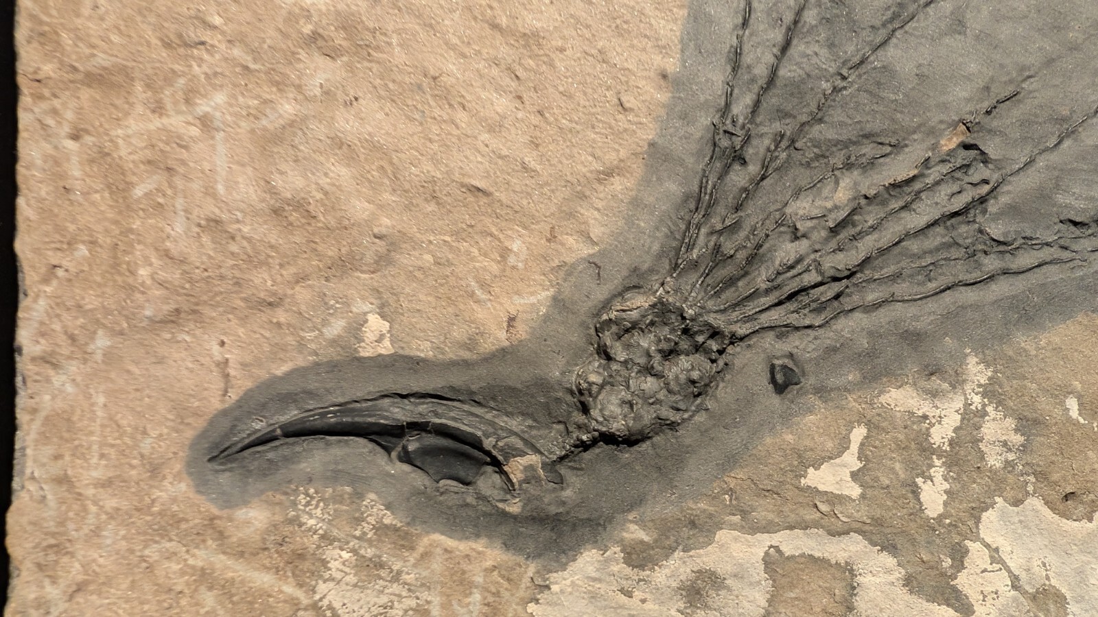 Gogia granulosa Fossil Wheeler/Marjum Formation, Utah Cambrian Proto-echinoderm