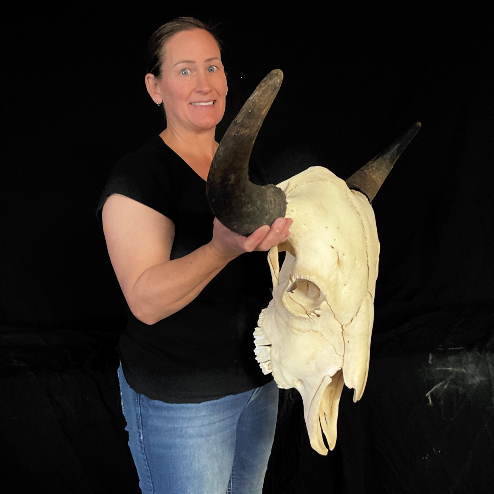 Buffalo skull Rustic decor taxidermy 373