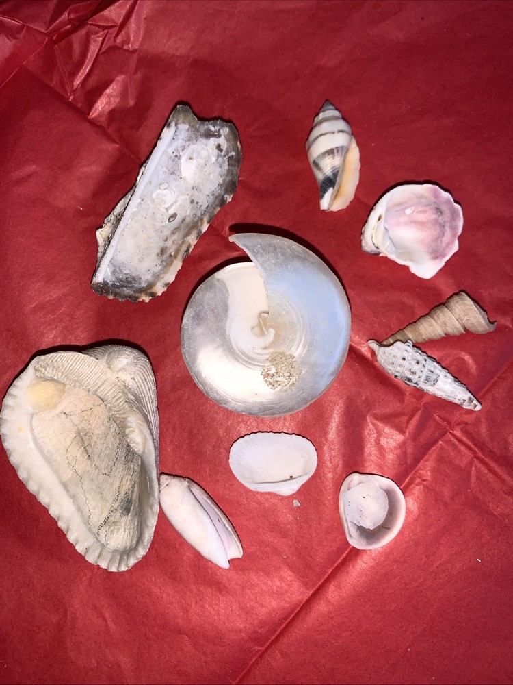 Seashell Lot Various Sizes and Shells Beautiful Selection Craft Beach 10 Shells