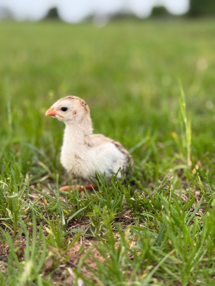12+ Absorted Guinea Fowl Hatching Egg