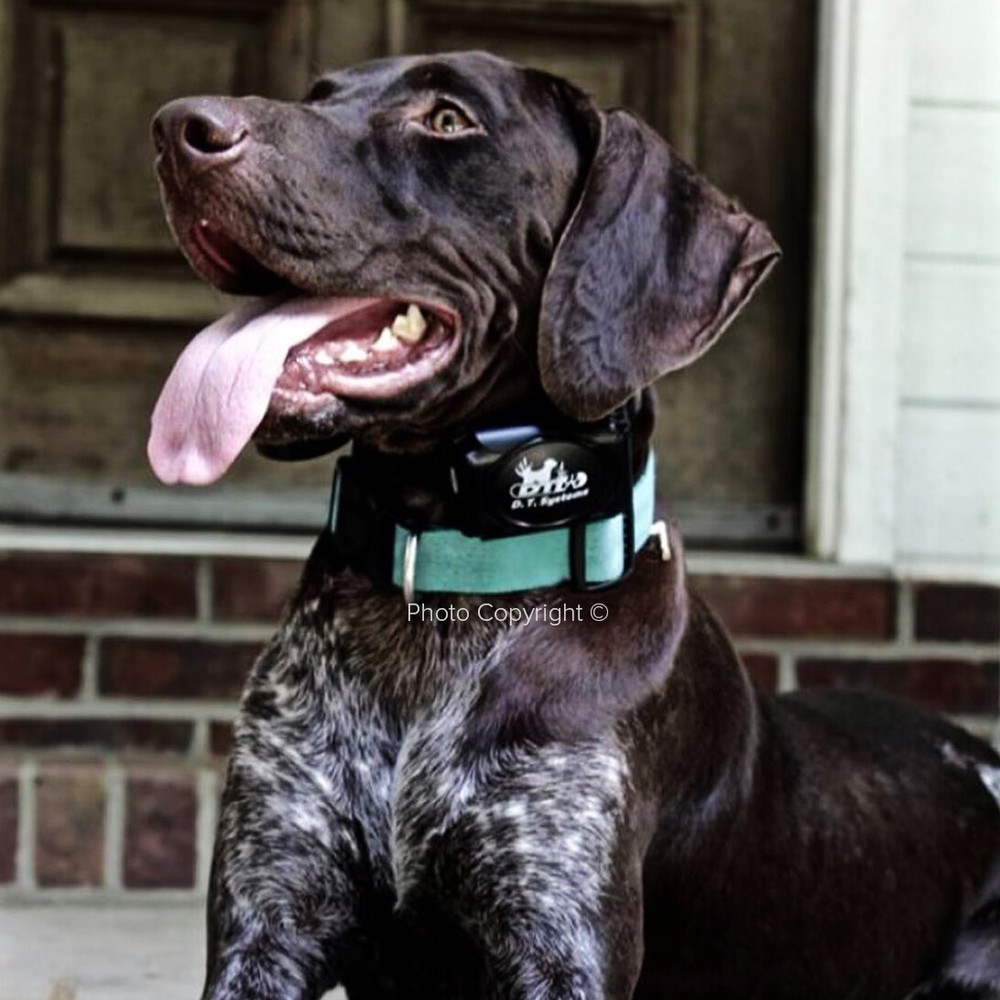 DT Systems H2O 1820 PLUS Expandable Dog Remote Trainer
