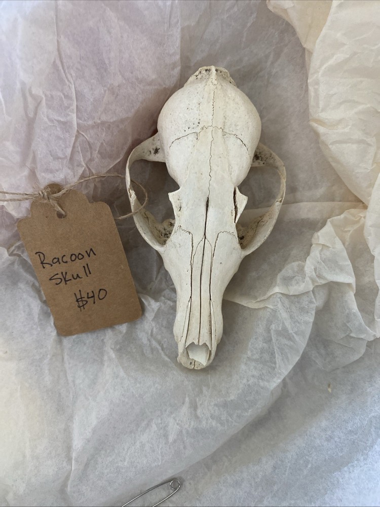 Racoon Skull