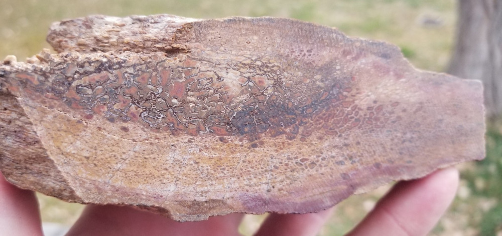 Agatized Dinosaur Gem Bone Rainbow Multicolor Roughcut 584g Specimen Cab Lap