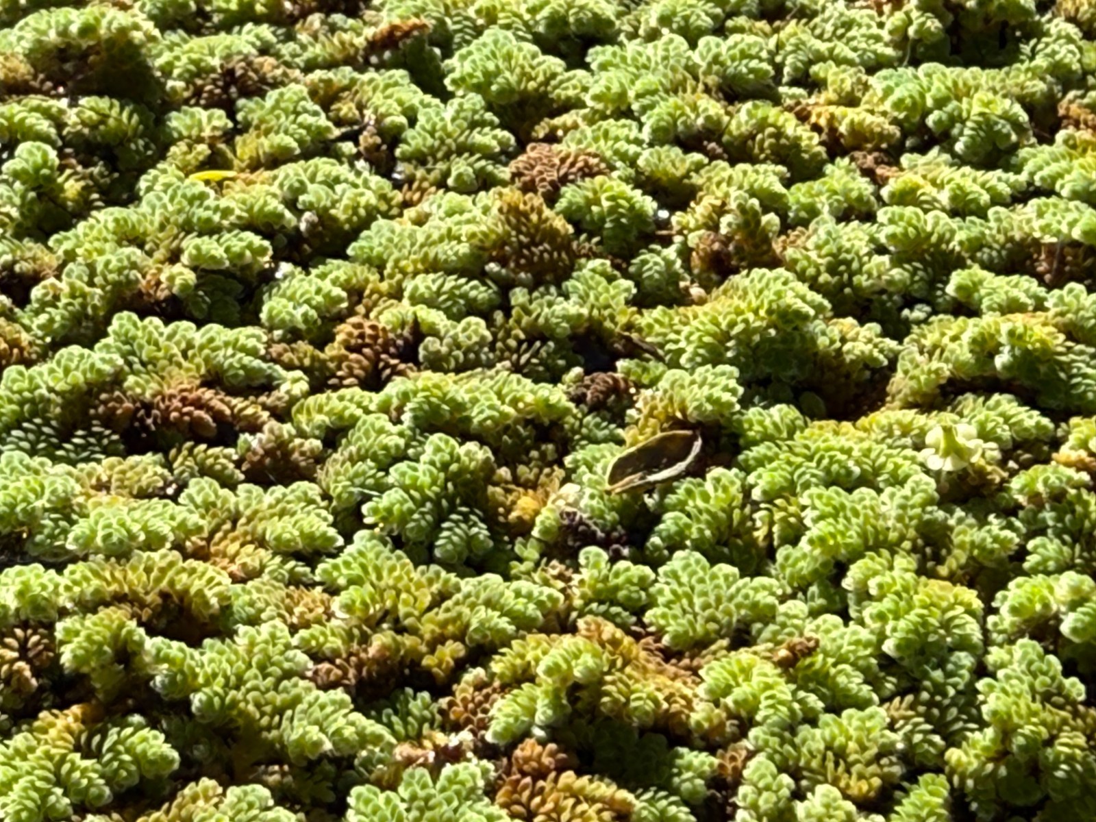 1 cup of Azolla Mosquito Fern Water Velvet Fairy Moss