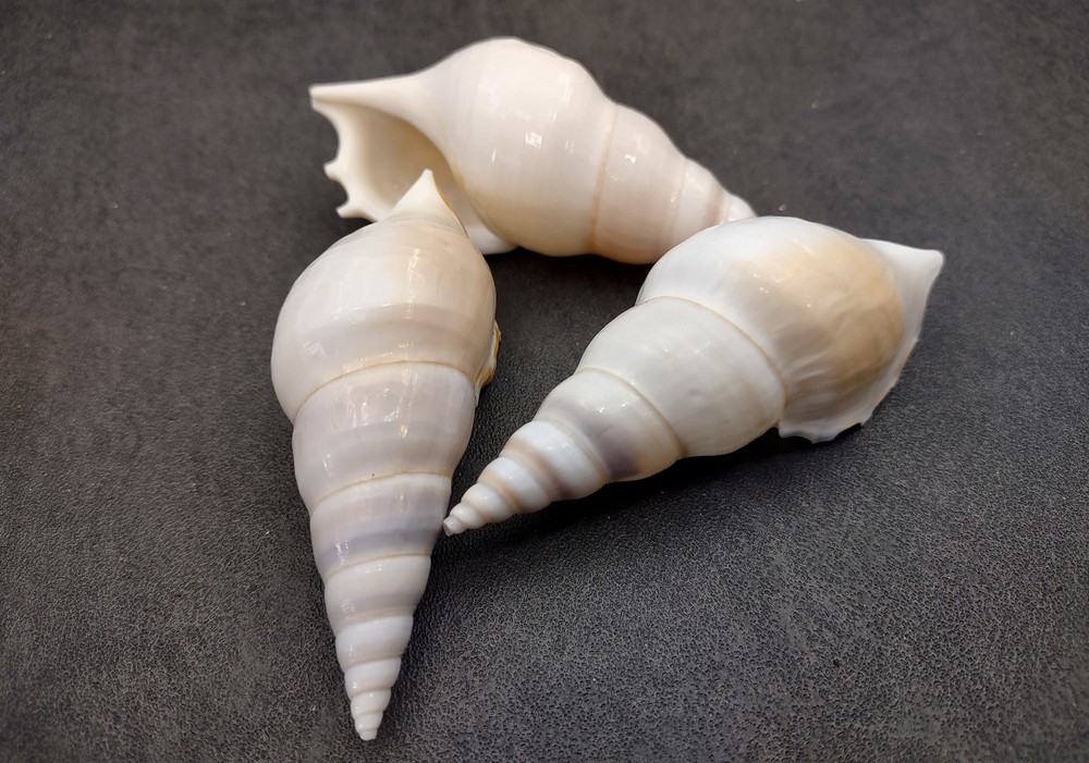 Delicate Tibia Seashell White Tibia Delicatula (3 shells approx. 3+ inches)