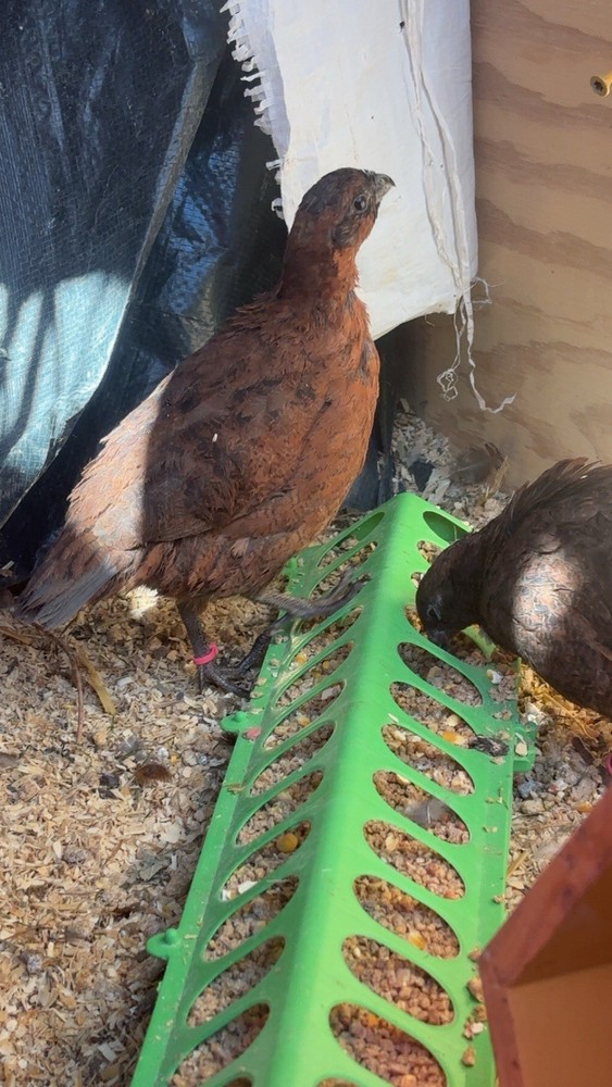 6+ Mixed Bobwhite Hatching Eggs