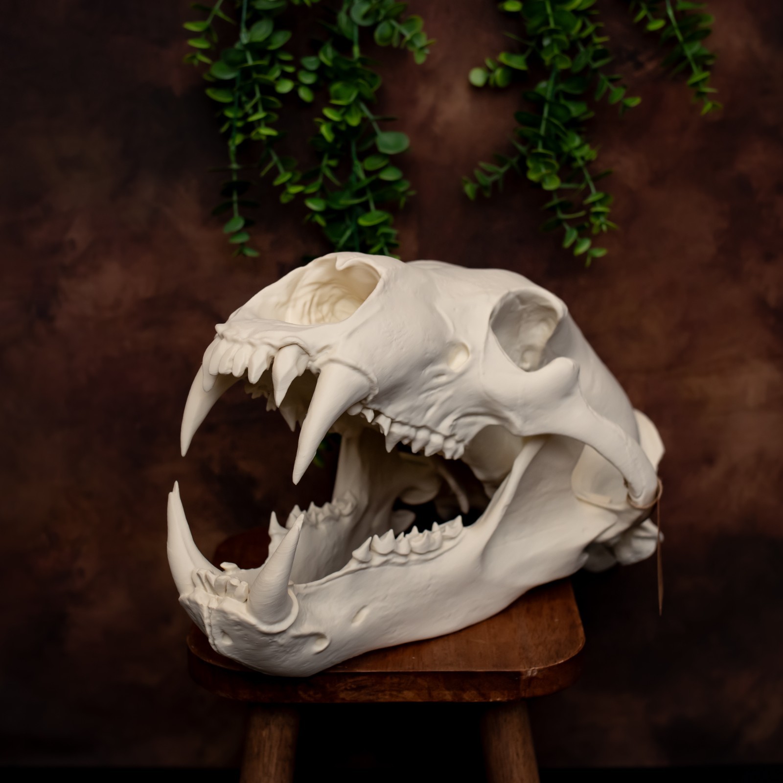 Life-Size 3D Polar bear Skull – unpainted bone colour Fossil Replica