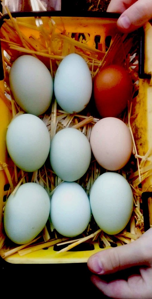 Araucana,Copper Maran hatching eggs hens choice