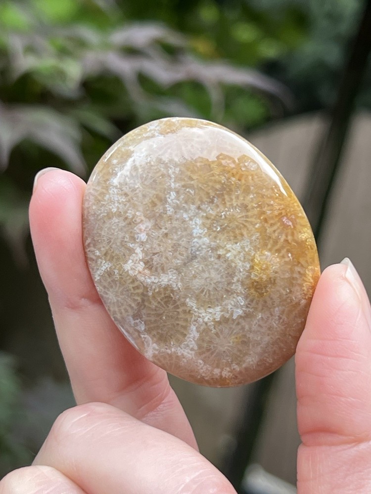 Fossilised Coral Crystal Palmstone AAA+ 19