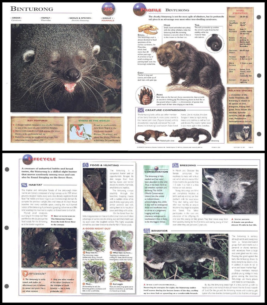 Fold-Out Sheet - Binturong - 216