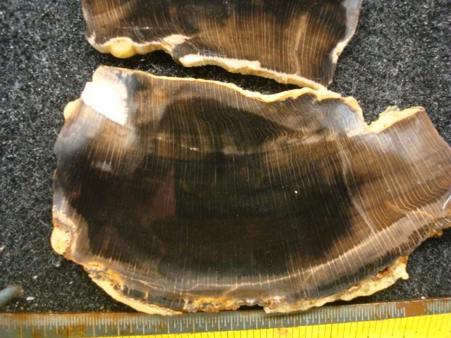 petrified beach wood slabs