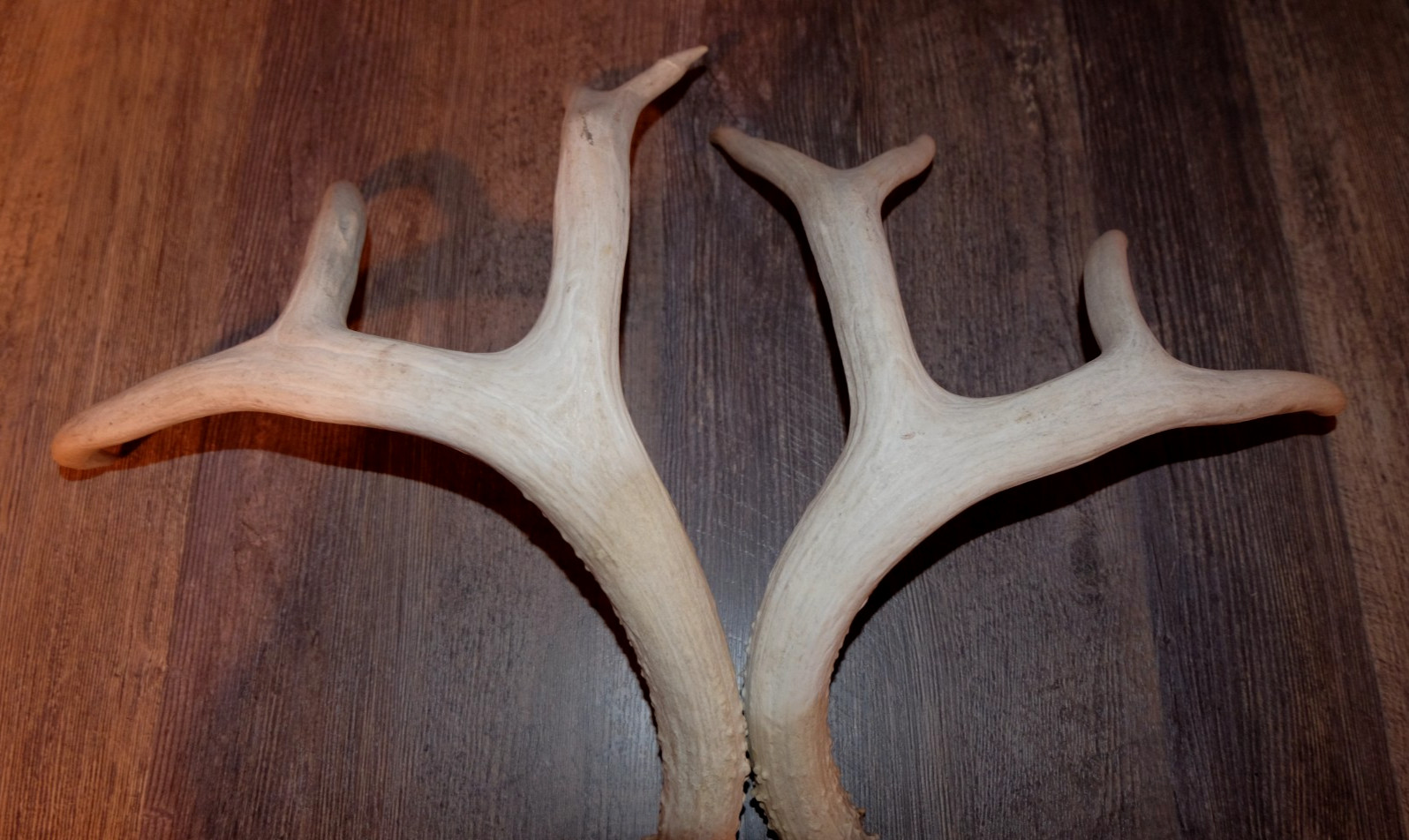 Nice Set Mule Deer Antlers Sheds Taxidermy Mount Cabin Decor Buck Horns