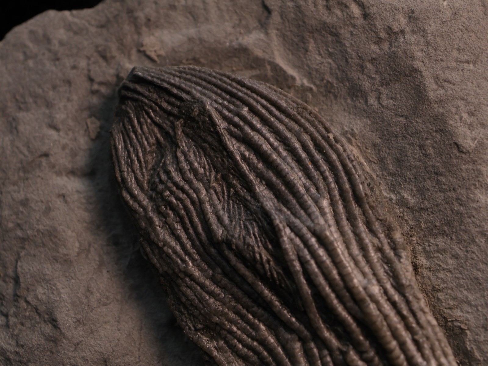Sweet Pachylocrinus aequalis Fossil Crinoid, Crawfordsville, IN