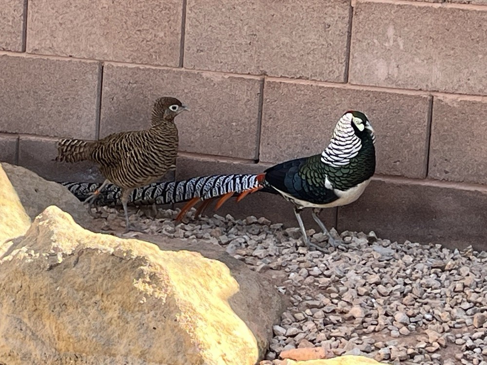 6 Lady Amherst Hatching Eggs Laying Now—Best Shipping Method, Read Description