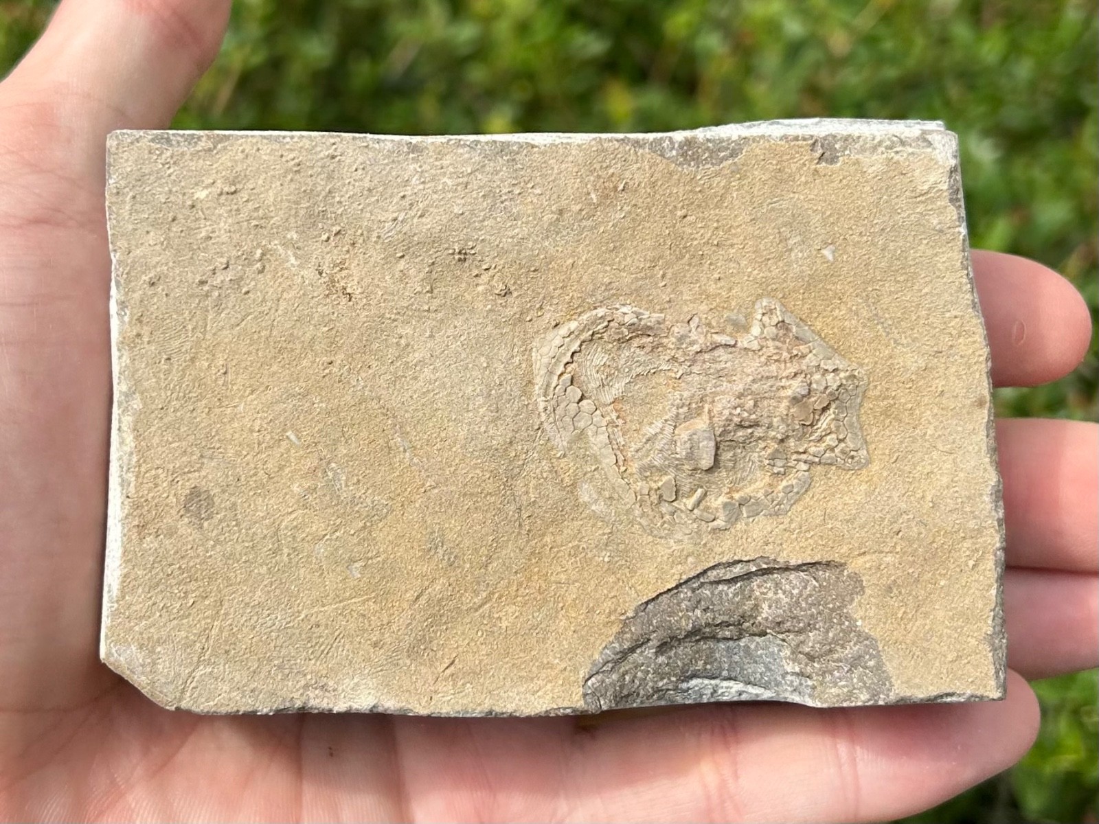 Alabama Fossil Edrioasteroid Hypsiclavus huntsvillensis Bangor Limestone Fm