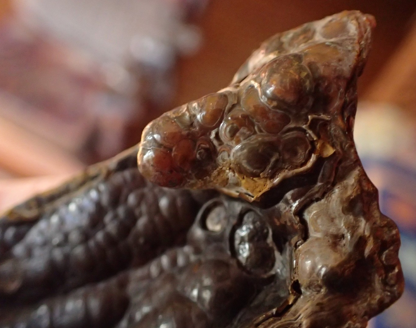 Botryoidal Fossil Coral Geode Fragment GA Agate Amber Cabbing Specimen WC58