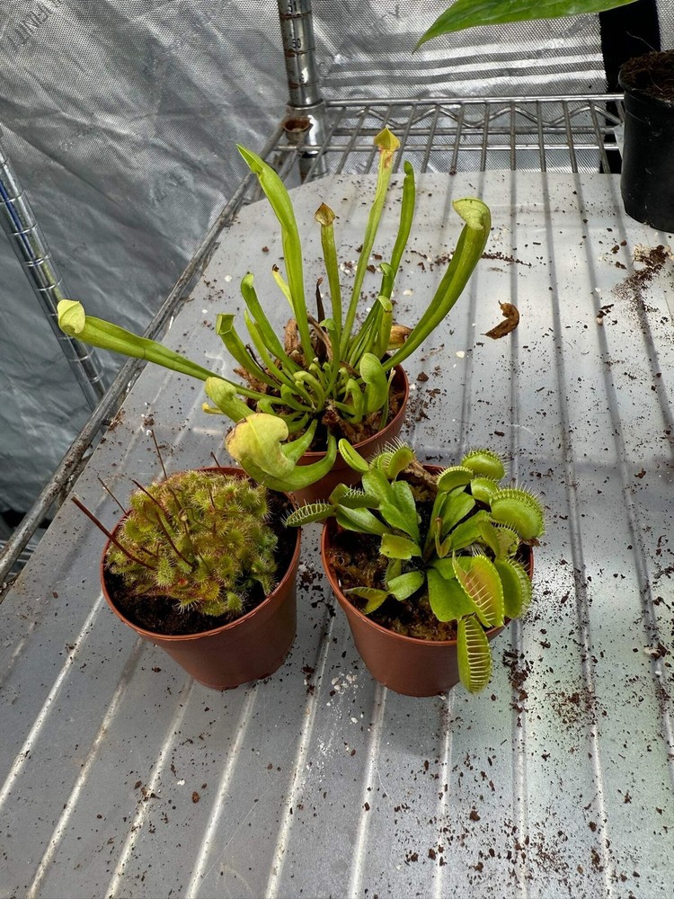 Carnivorous combo 3 pack