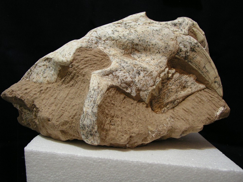 Authentic Saber-Tooth skull matrix