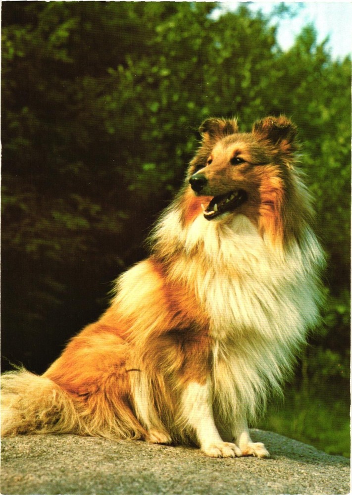 Rough Collie Sheltie Dog Postcard