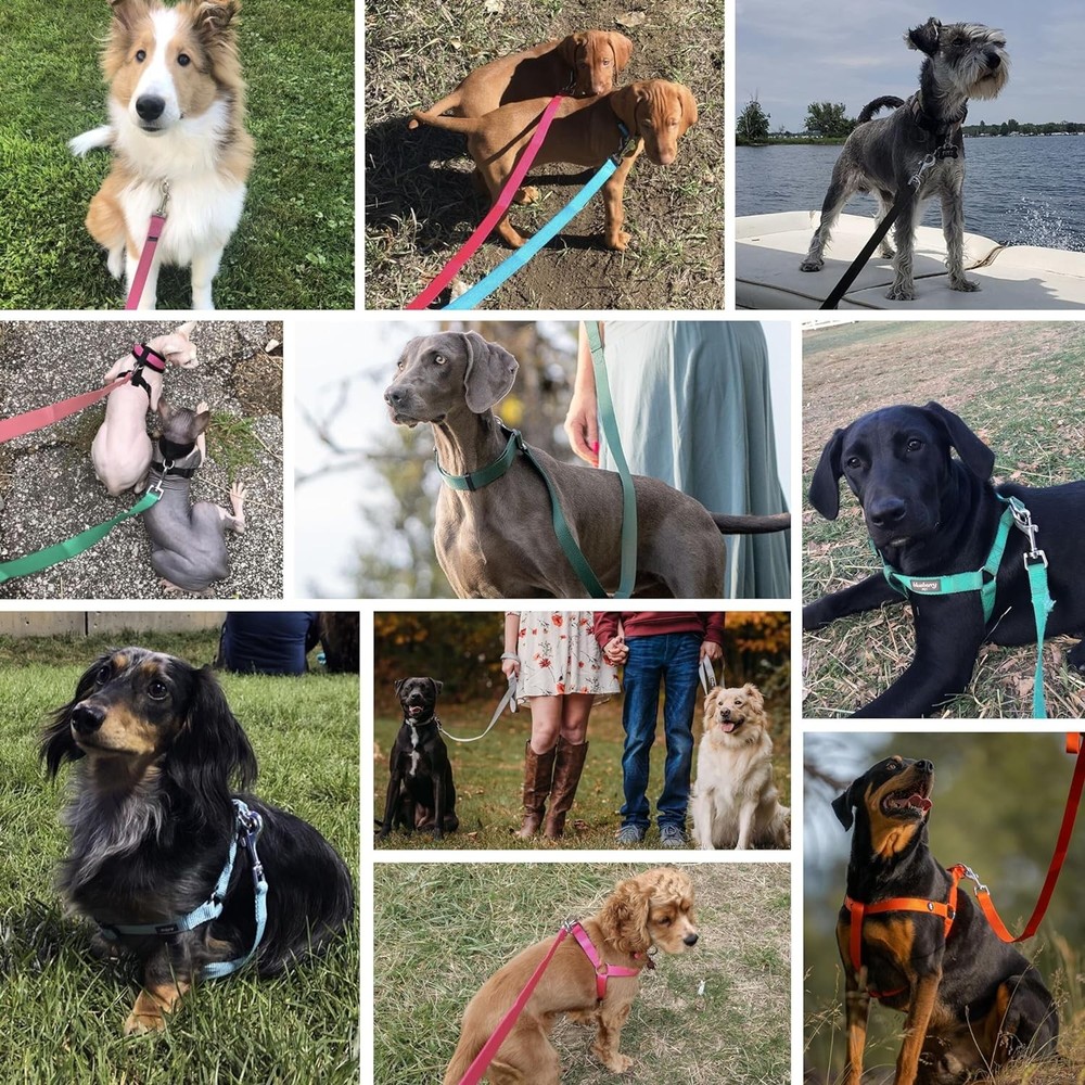 Dog Leash Essentials for Small Dogs