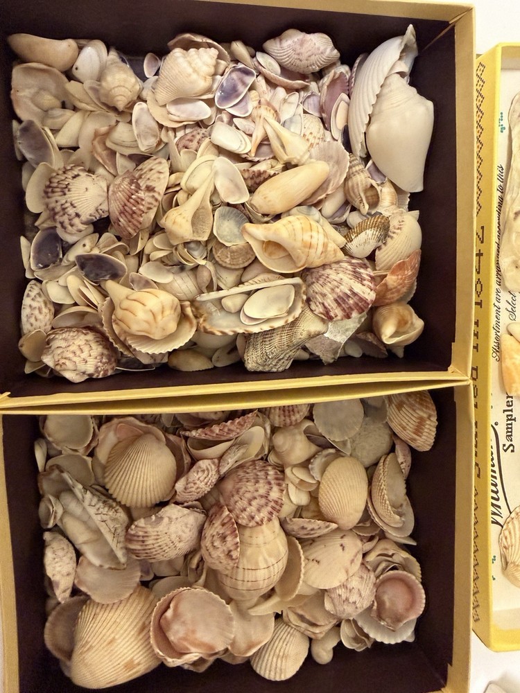 Florida Seashells
