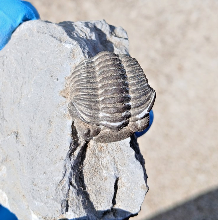 Phacops Trilobite Fossil