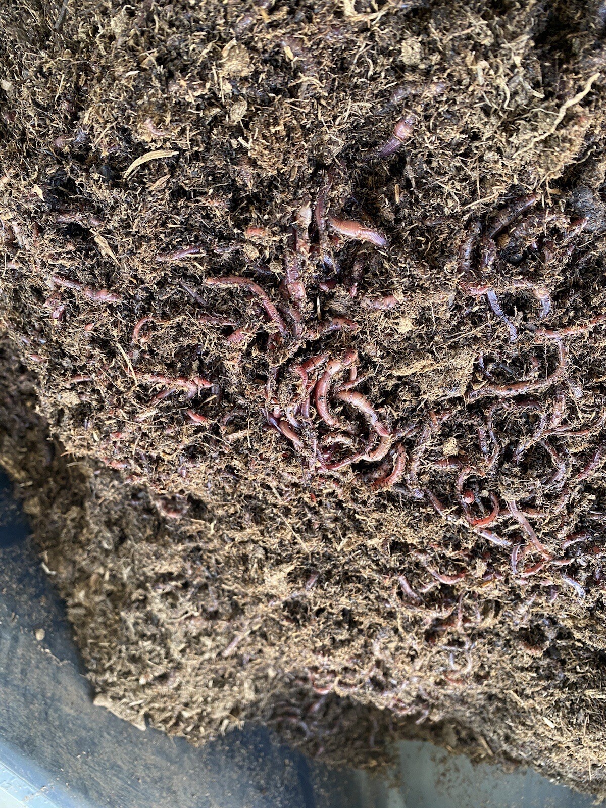 1lb Of Red Composting Worms