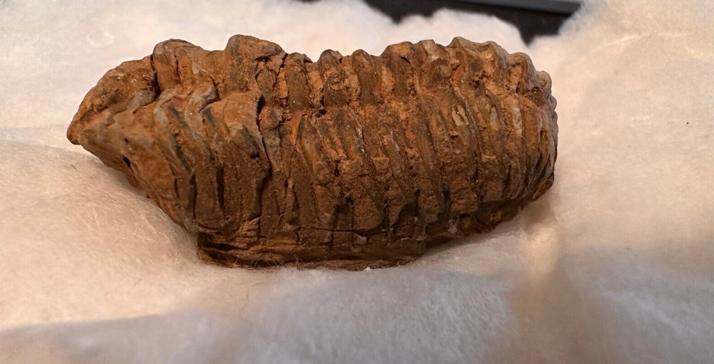 Fossil Trilobite from Morocco (D603FC8)