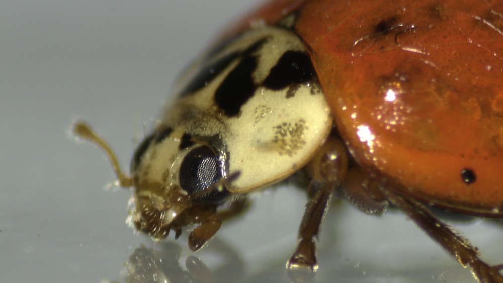 VIP Digital Microscope for Museums, Conservancies, STEM, etc.