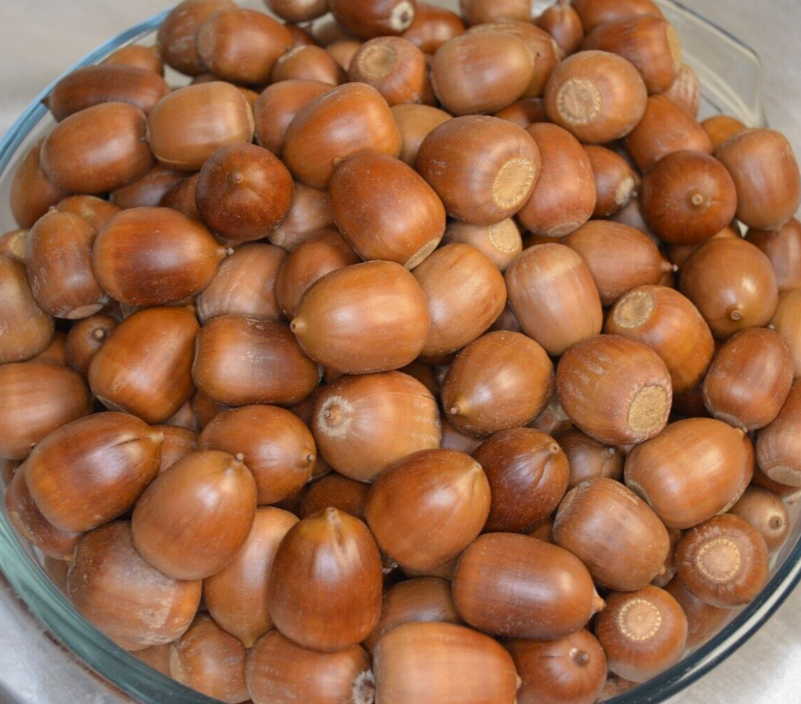 Acorns Wildlife Feed 1 LBS Chemical-Free Heat Dried For Birds, Squirrels, Deer+