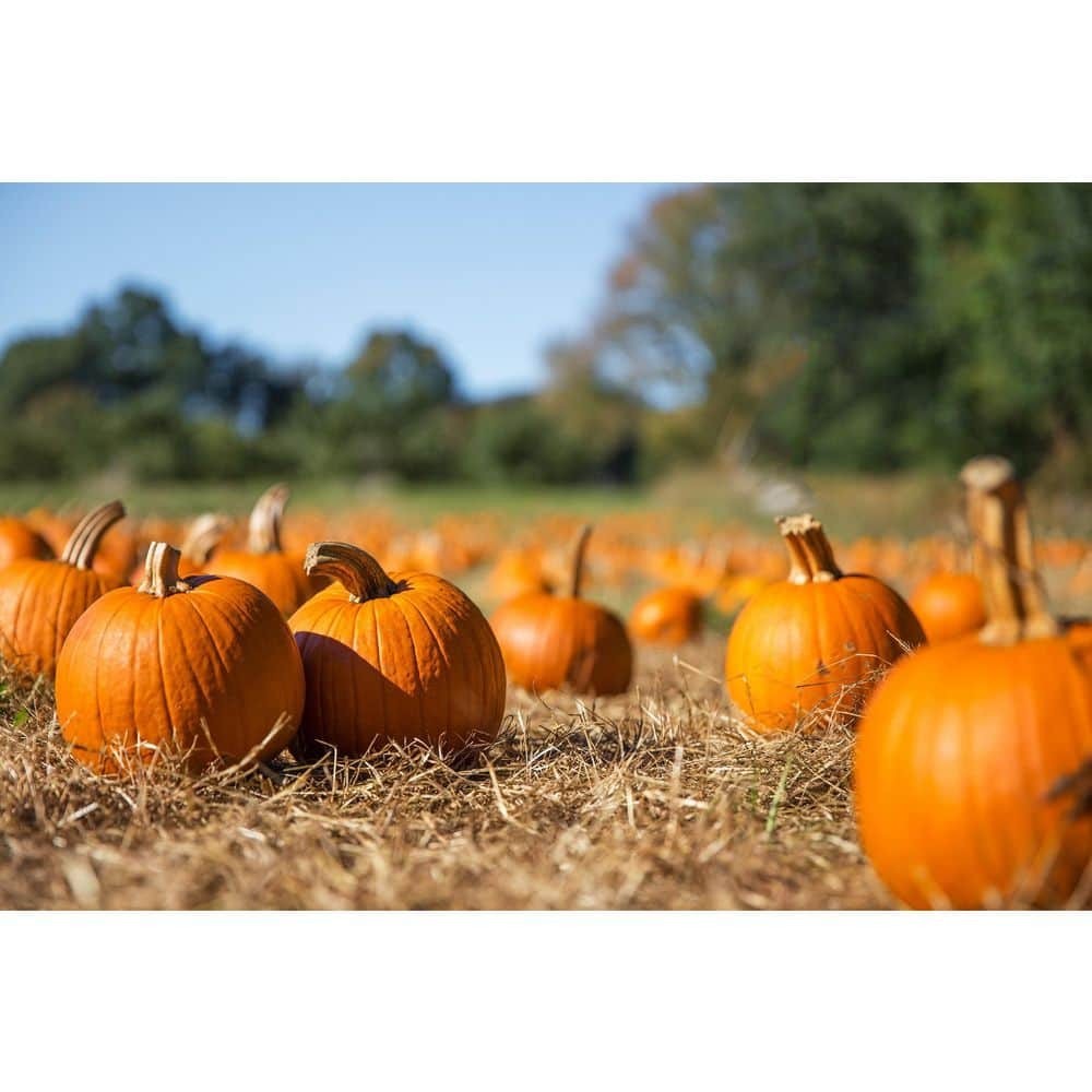 Straw Bale Full Size NEW