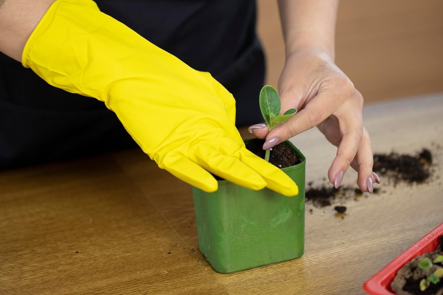 Earthworm Castings Organic Fertilizer | Nutrient-Rich Soil Builder for Plants