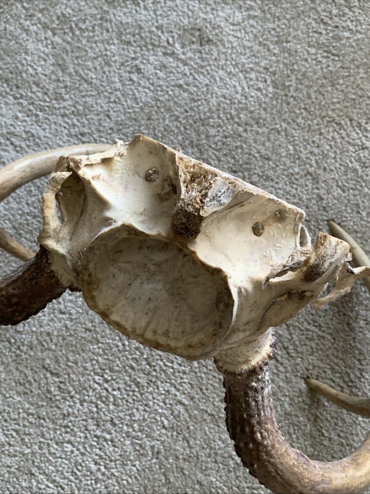 Six Point Whitetail Deer Antlers