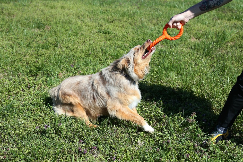 Double Ring Toy TPR Rope Combo Durable Interactive Fetch For Aggressive