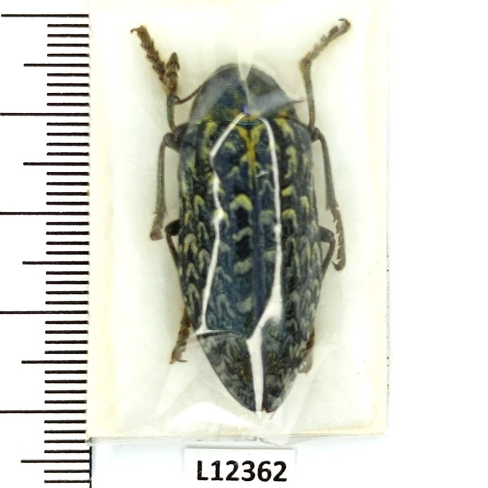 Buprestidae, Julodis aeneipes, A-, 34mm