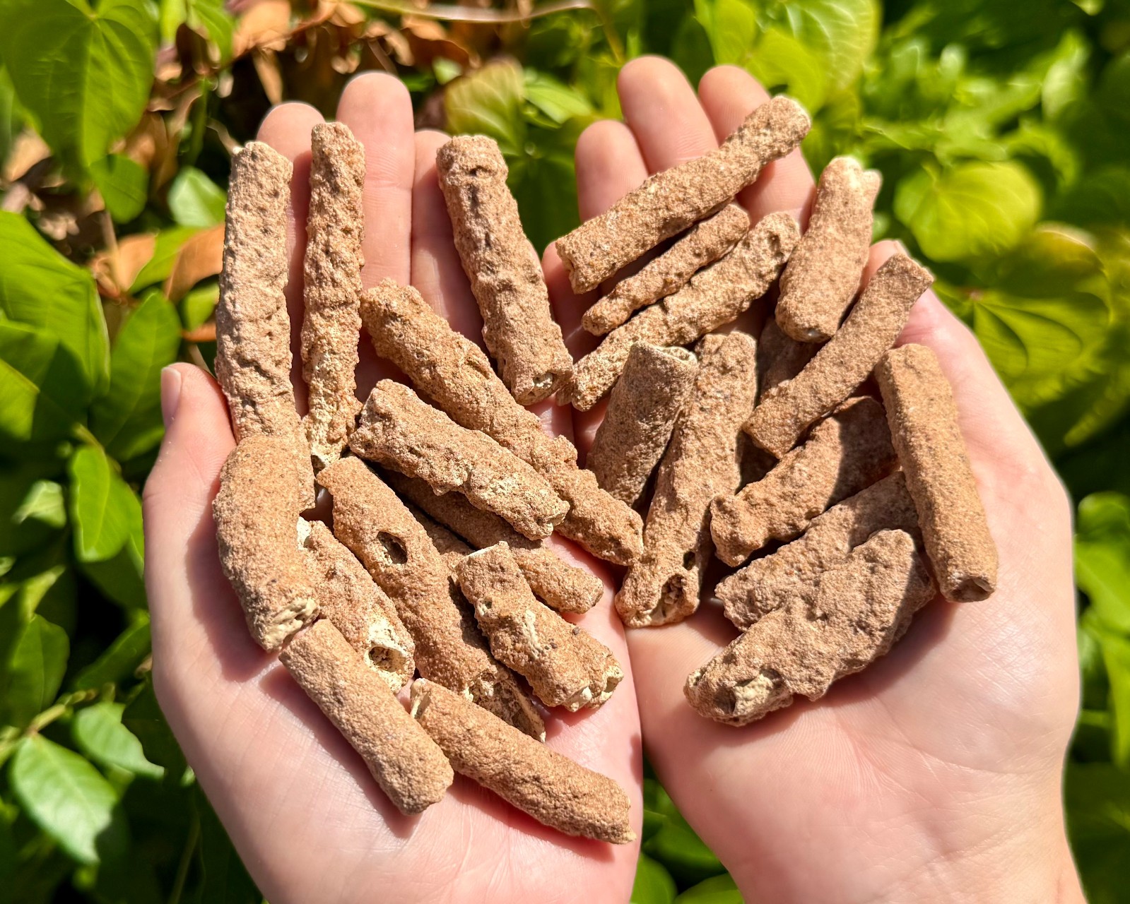 Fossil & Mineral Gift Box - Ammonite, Trilobite, Shark Tooth, Fulgurite & More!