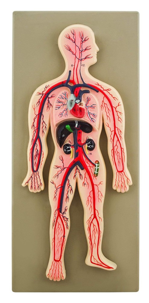 Eisco Labs Human Circulatory System Model, Hand Painted