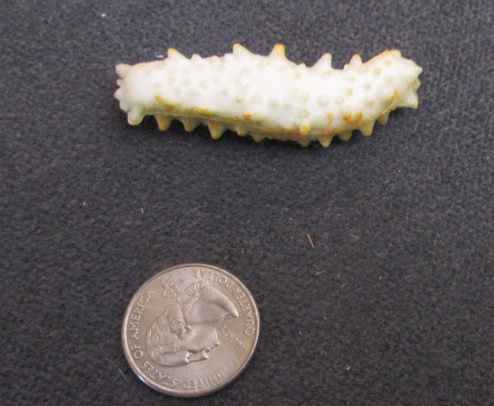 Unbranded SLUG Plastic Figure - 2¼" long