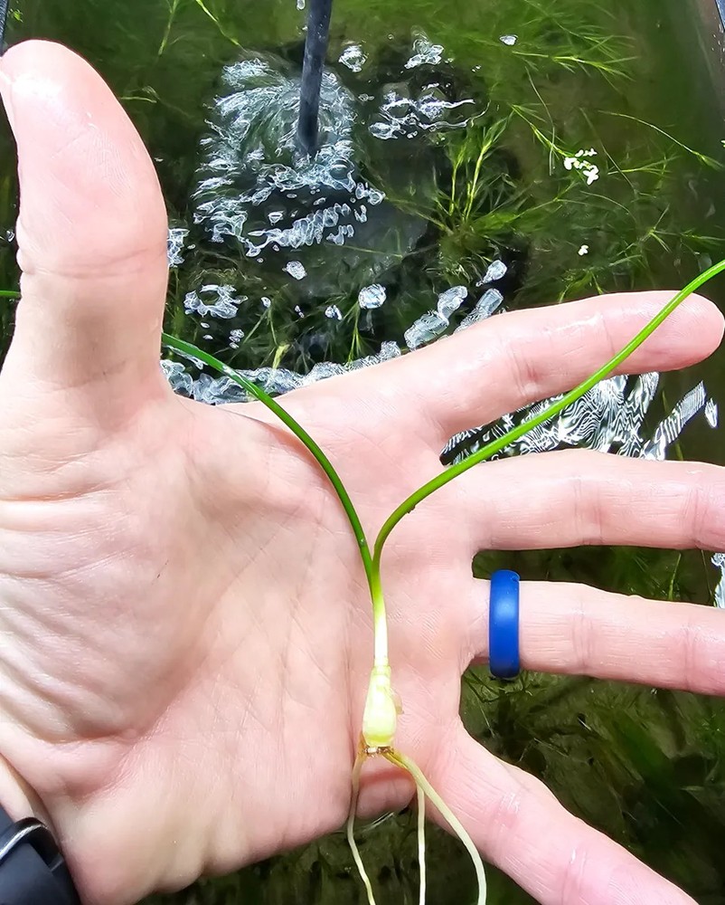Dwarf Water Onion