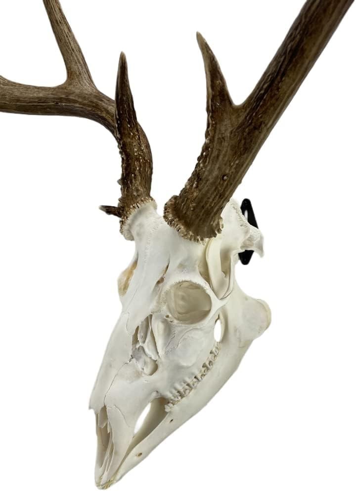 Versatile Skull Mounts for Deer, Bear & More - Cost-Effective Display Solution