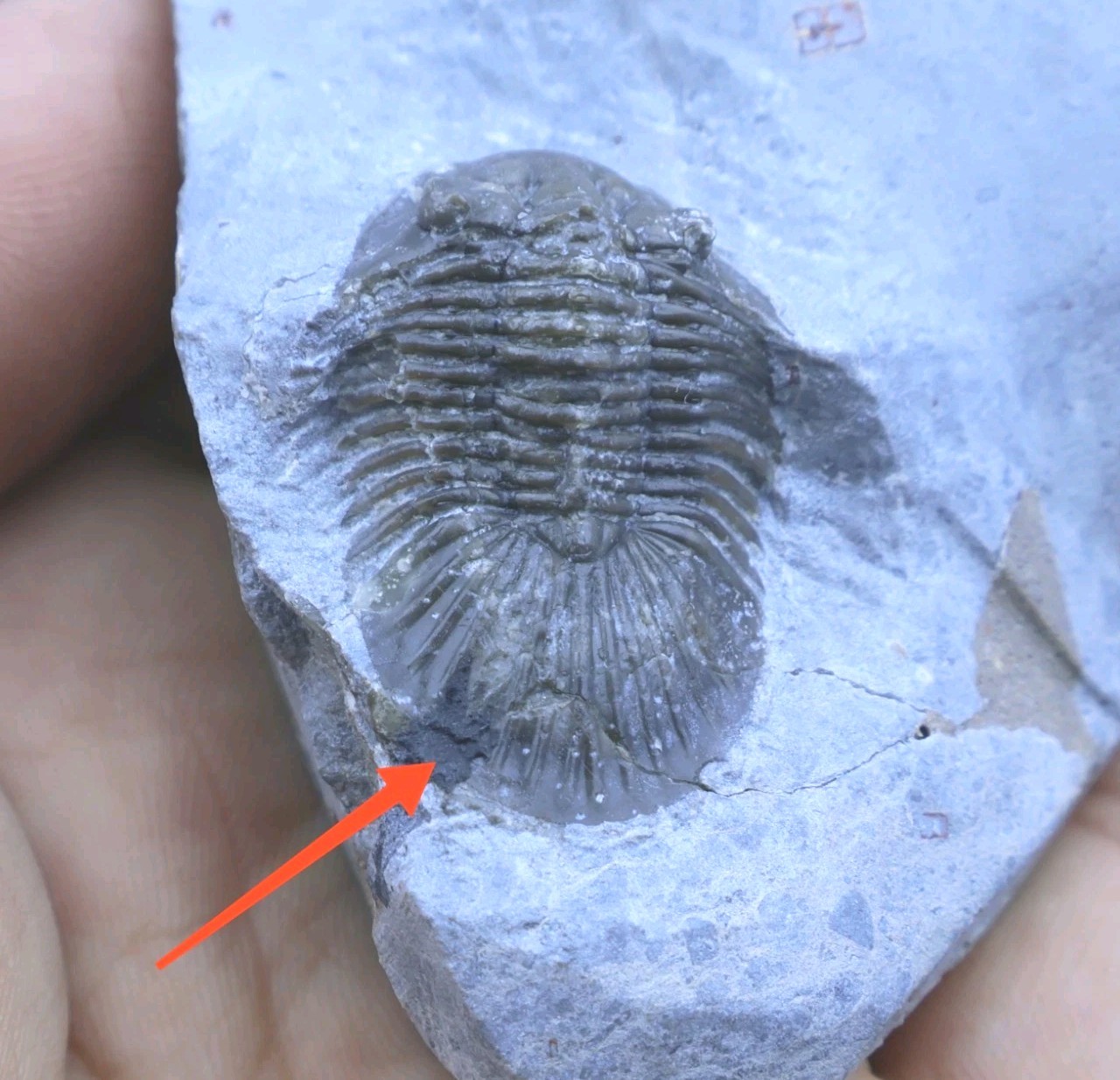 Rare Trilobite Scabriscutellum Trilobite Fossil Devonian Trilobite From Morocco