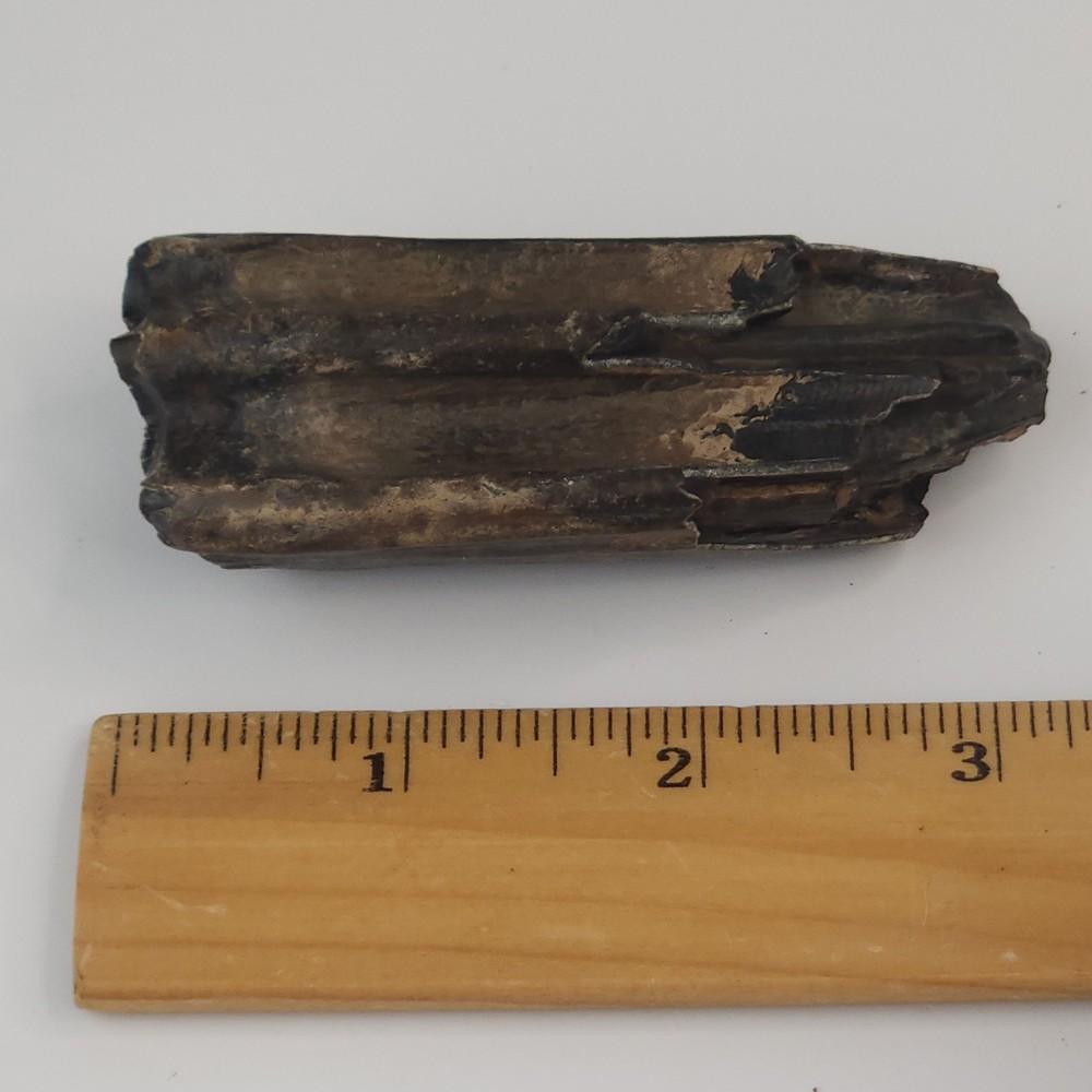 Fossil Horse Molar Tooth - Florida
