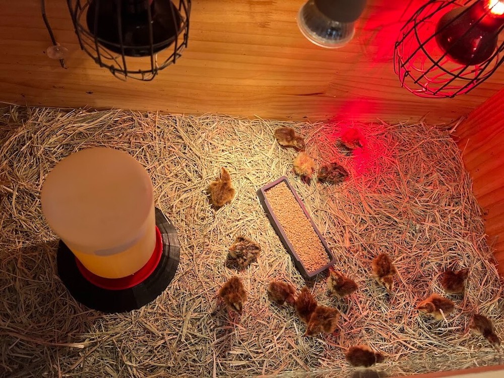 12 Celadon Blue Quail Red Range Jumbo Hatching Eggs, Good Genetics