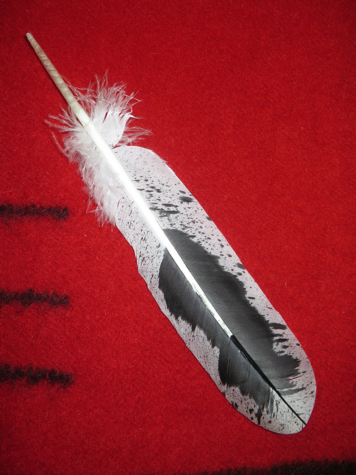 Native American made hand painted Immature Bald Eagle feather