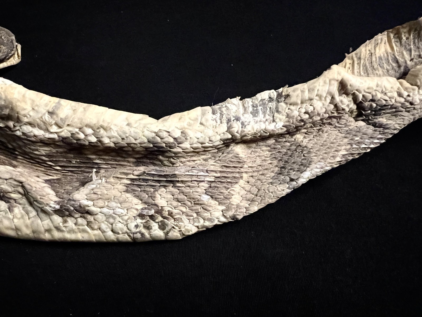 Rattle Snake Rattles & Dried Skin