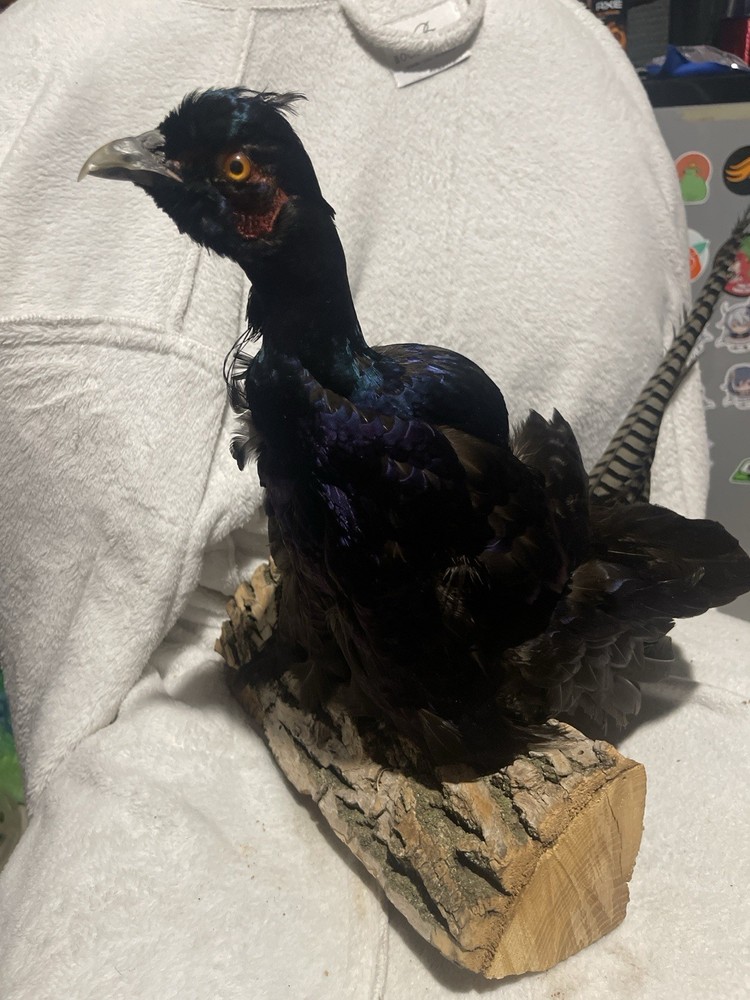 Pheasant Taxidermy