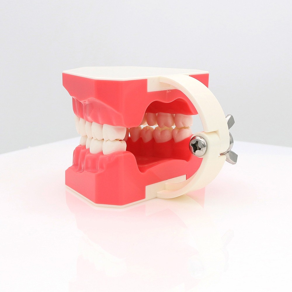 Dental 1:1 Model Brushing Flossing Practice Teeth Typodont Model Teach Study